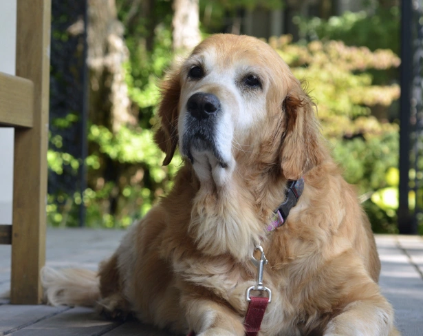 Does My Senior Dog Still Need Regular Checkups at Short Pump Animal Hospital?