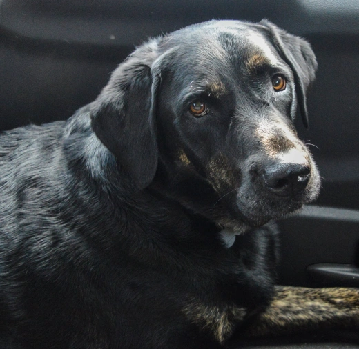 Senior Dog Care