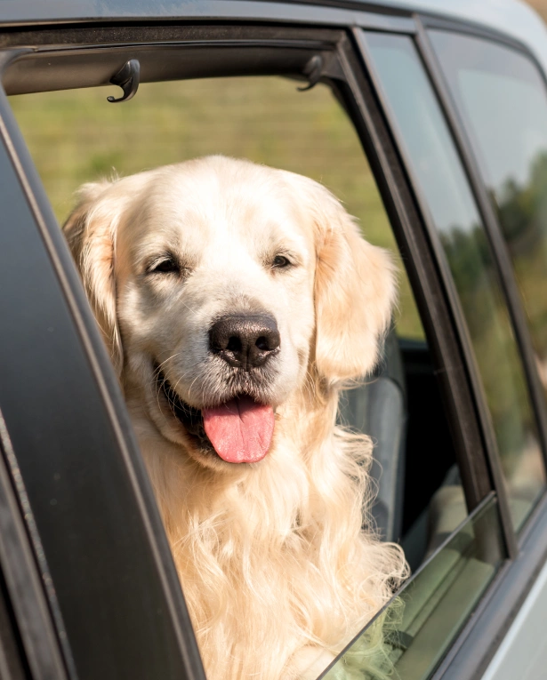 How Do I Keep My Dog Safe in the Car?