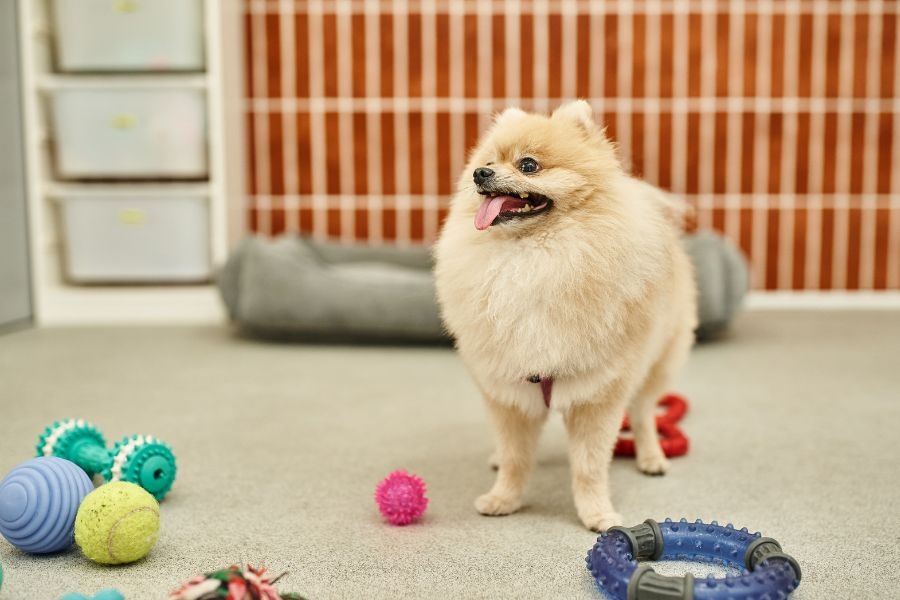 interactive toys for smart pets
