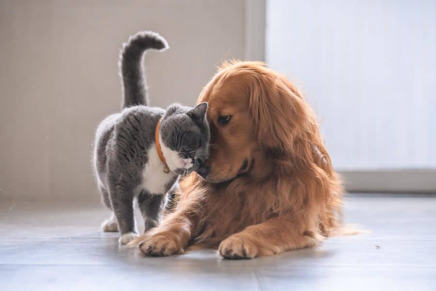 how often should pet have wellness exam
