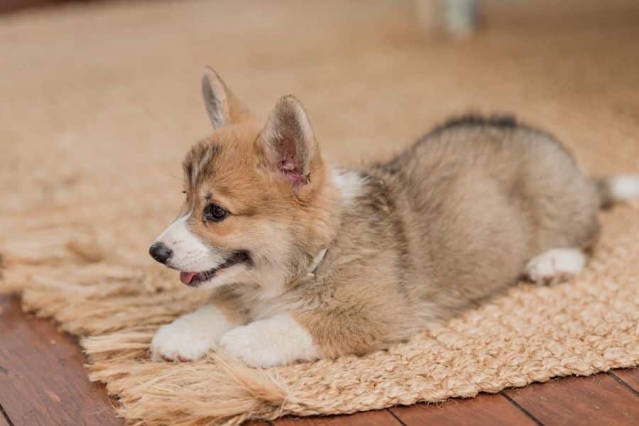 talk to vet about storm anxiety